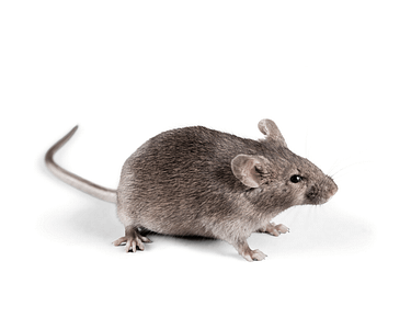 house-mouse house-mouse