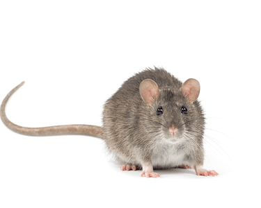 norway-rat norway-rat