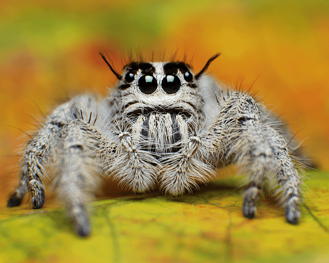 jumping-spider