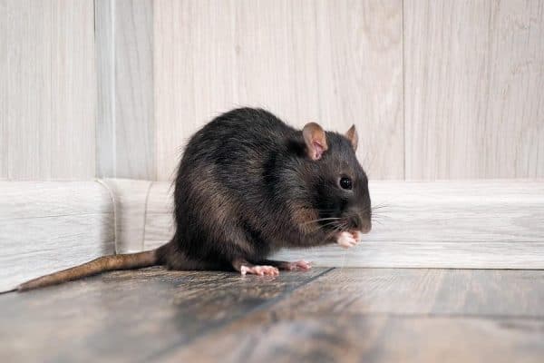 bigstock-Rat-In-The-House-On-The-Floor-232101979-900x675
