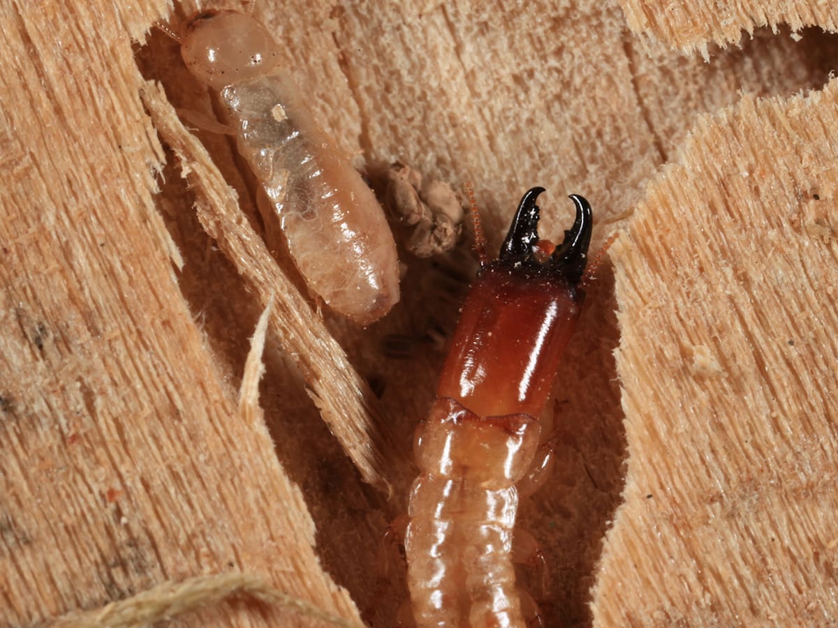 Drywood Termites