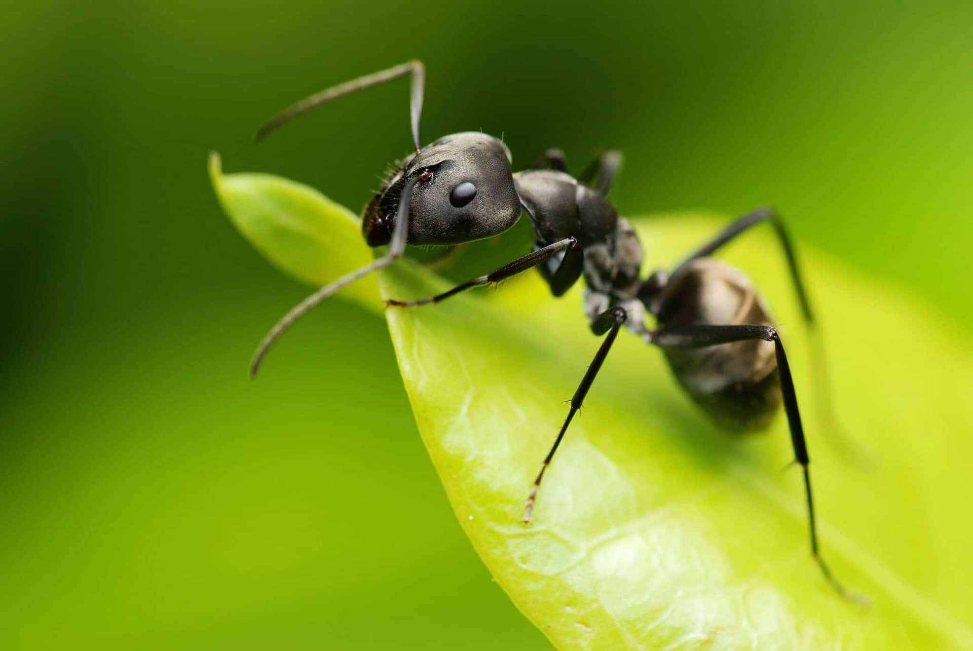 Black House Ants