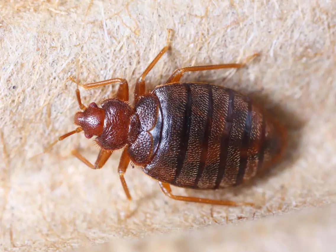 Common Bed Bugs