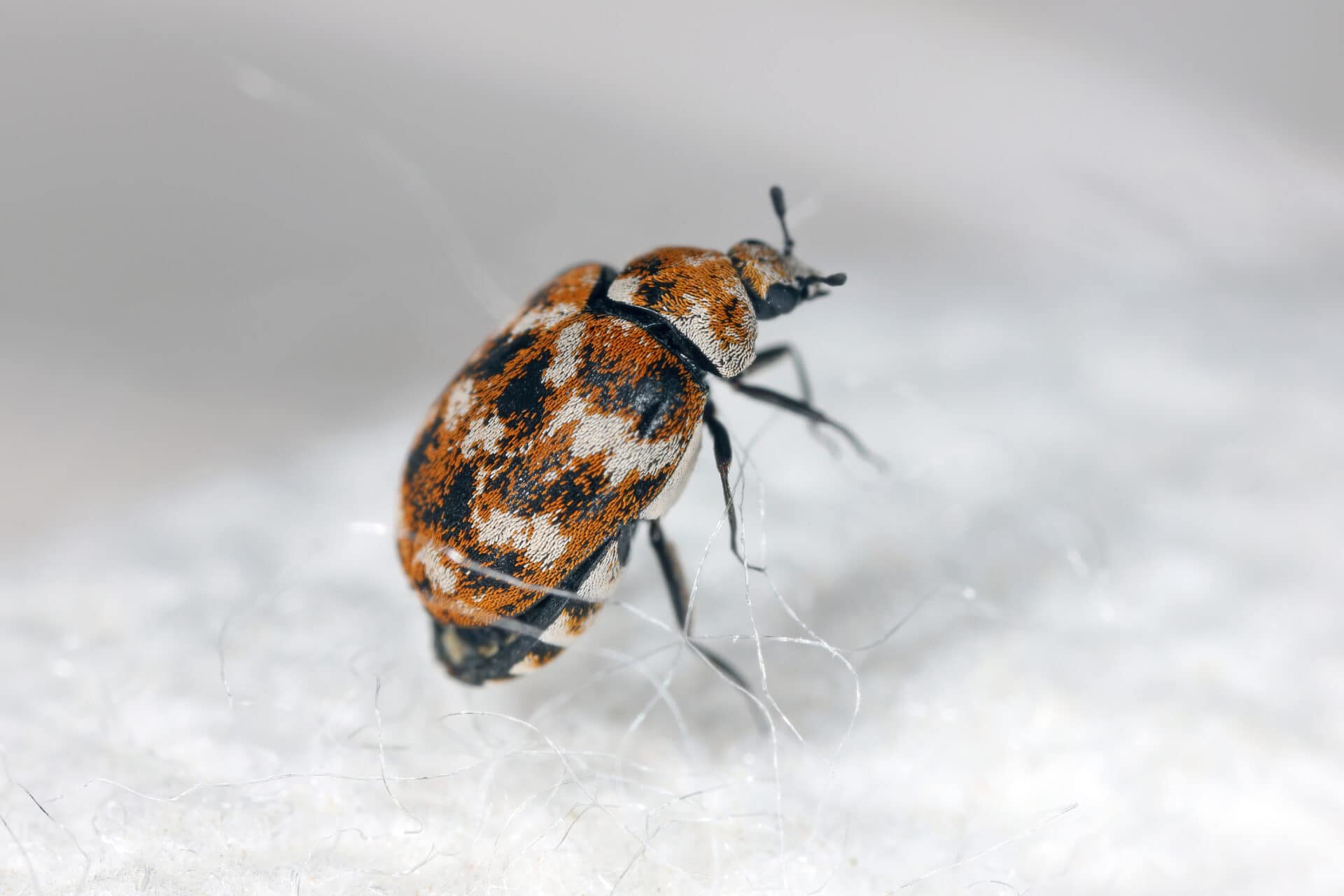 Carpet Beetles